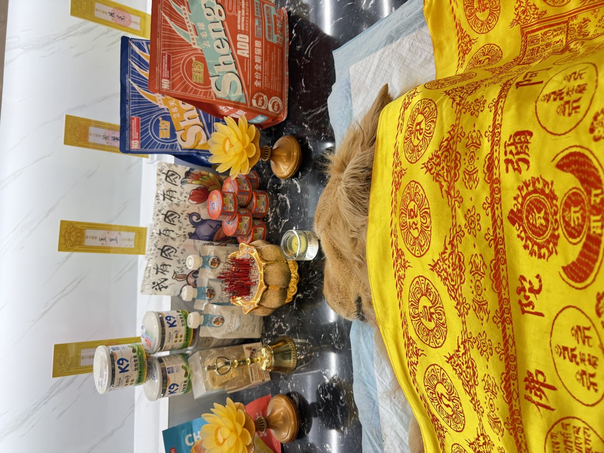 成都宠物殡葬服务实拍