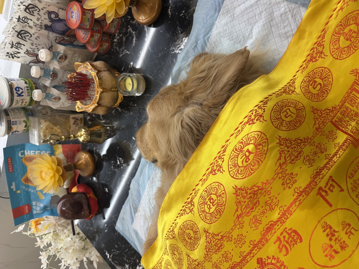 成都宠物殡葬服务实拍