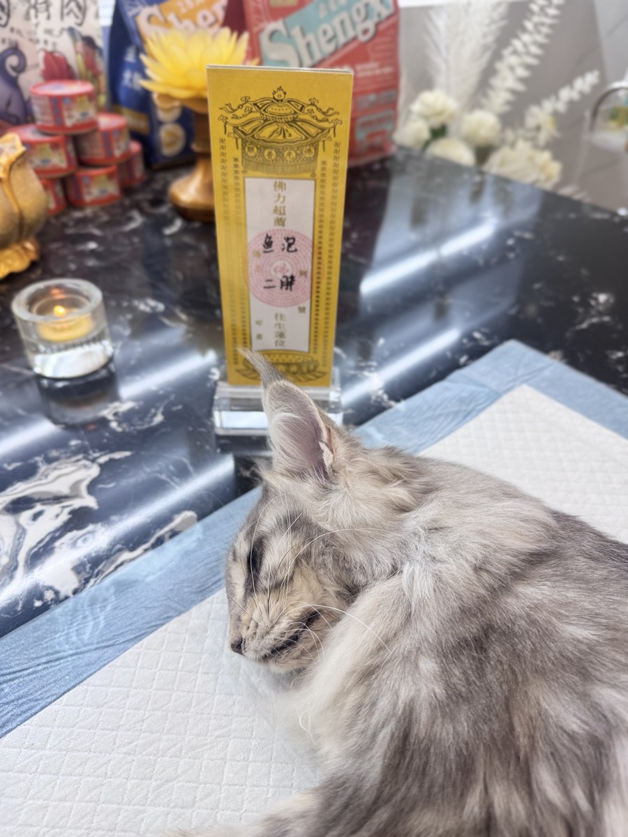 成都宠物殡葬服务实拍