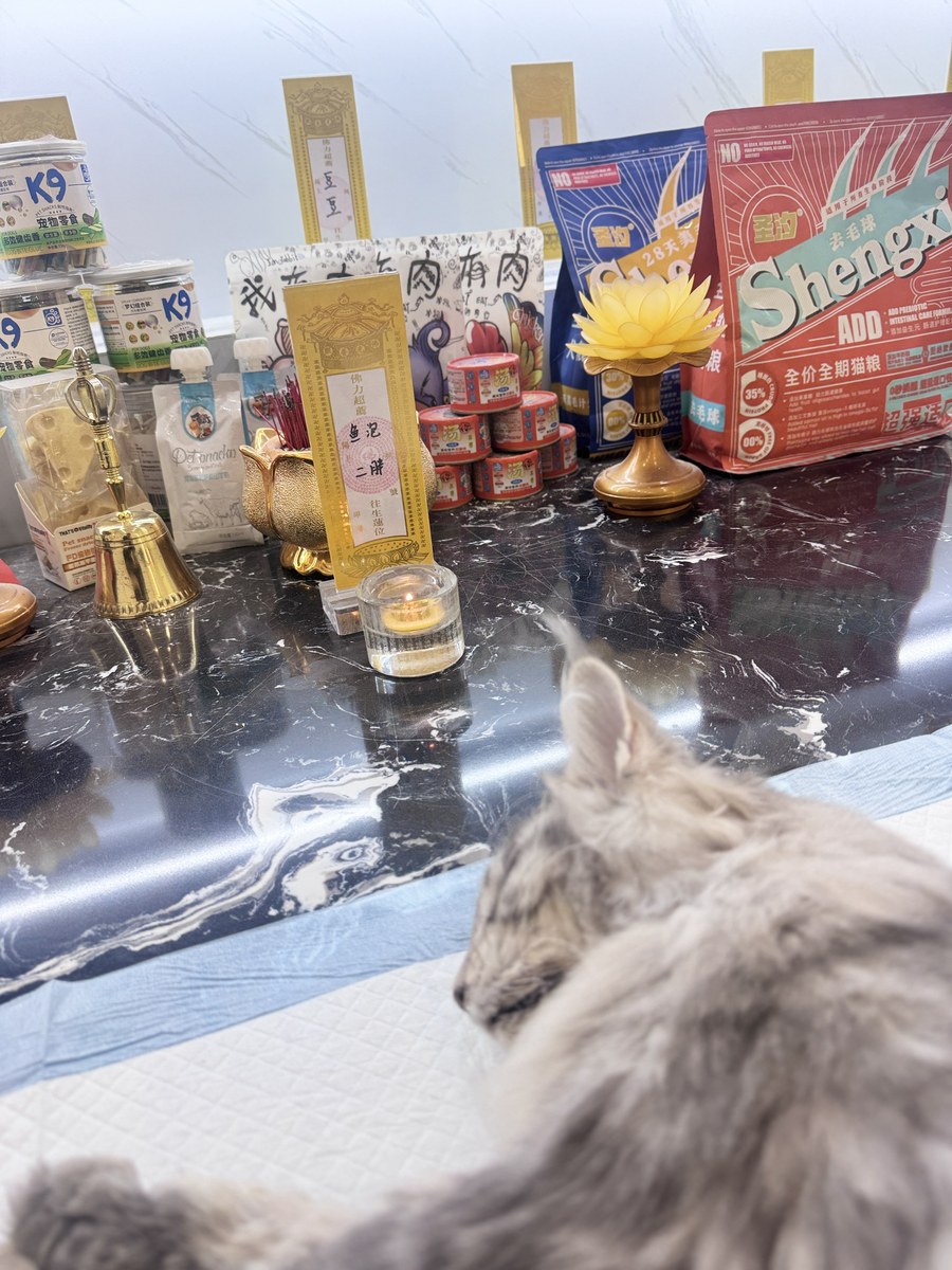 成都宠物殡葬服务实拍