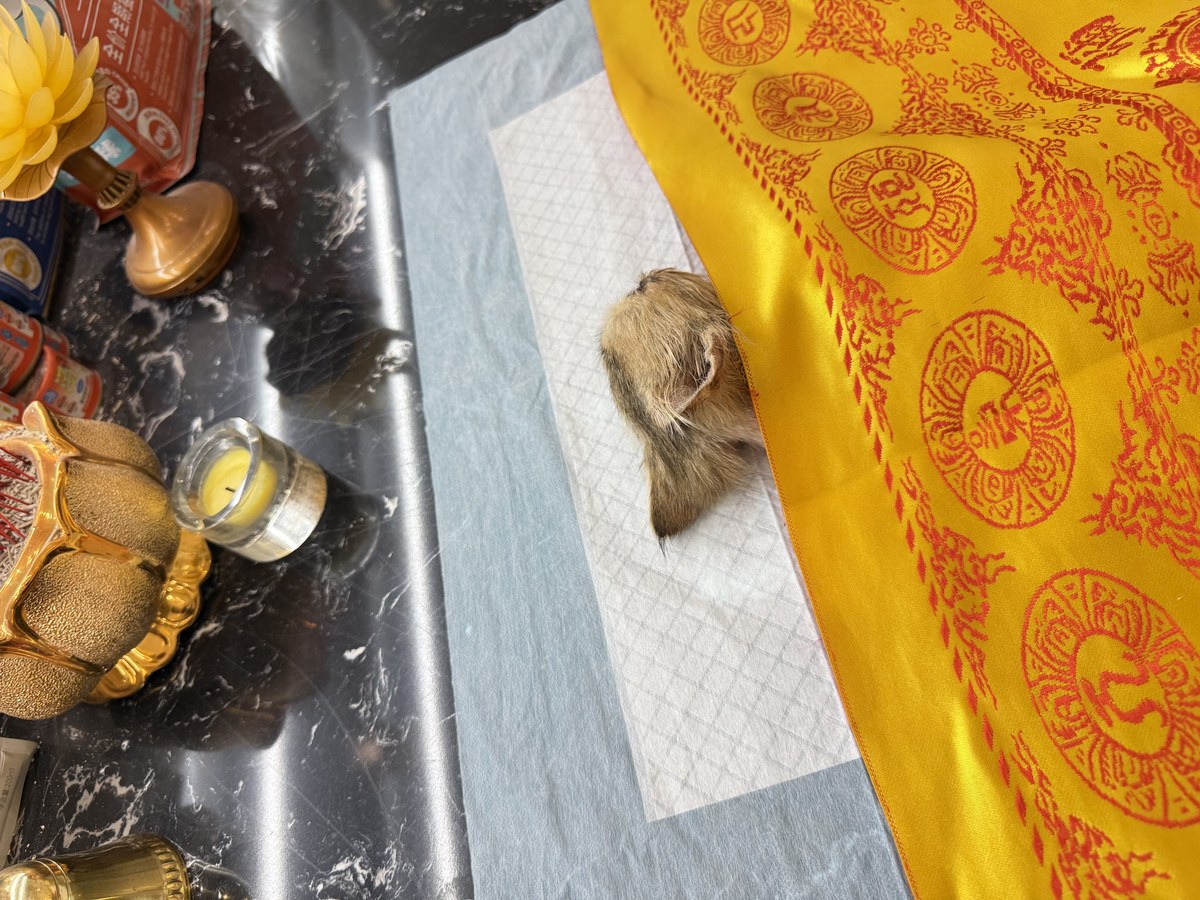 成都宠物殡葬服务实拍
