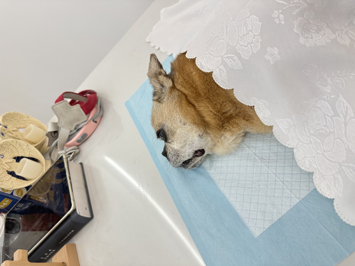 成都宠物殡葬服务实拍