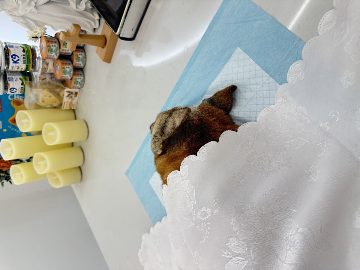 成都宠物殡葬服务实拍