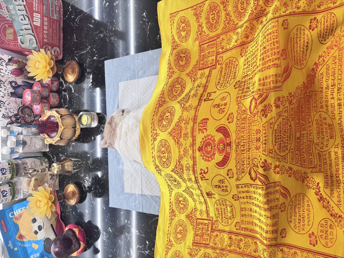 成都宠物殡葬服务实拍