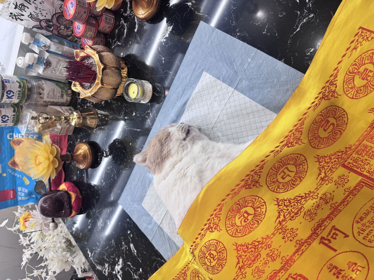 成都宠物殡葬服务实拍