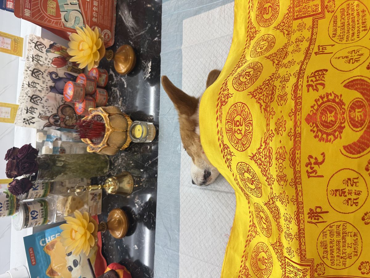 成都宠物殡葬服务实拍